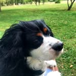 Robert renard - @renard3315 - Instagram