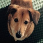 Robert Rife - @buddypuppy_01 - Instagram