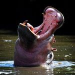Robert Riffel Photography - @africadreamtrip - Instagram