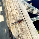 Robert Rikard - @bodoosiddi - Instagram