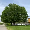Robert - @robert_stringer_5 - TikTok