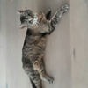 Robert Ringler - @aggressivekatze76 - TikTok