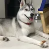 Robert Ryu - @robertryu - TikTok