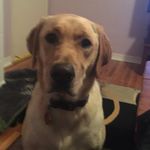 Robert Rispoli - @64buffalo - Instagram