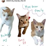 Robert Roxy Rita - @robert.mj_roxy.kp_rita.ml - Instagram
