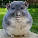 Robert Ritenour - @ritenour730 - Instagram