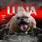 Robert Ritter - @rob_blvd_bullyz - Instagram
