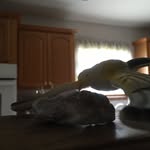 Robert The Rock - @_robert_rocks_ - Instagram
