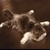 roll roberts - @rollroberts - TikTok
