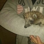 robert_ronk - @opantuh12 - Instagram