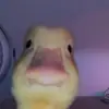 ontryhardlesjeuxtiktok - @robertroode5 - TikTok