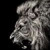 Robert Roode - @user78982822 - TikTok