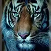 Roberto Rosello - @roberto.rosello - TikTok