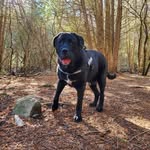 Robert and Ruby - @rescueboysteve - Instagram