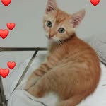 Robert Sallie - @nimpegocmen - Instagram