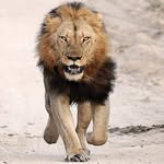 Robert Samson - @robertsamson4 - Instagram