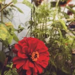 Robert Michael Schoenlein - @tinyhousehomestead43560 - Instagram