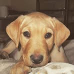 Robert Scholtz - Facebook