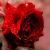 Robert schumann - @user4337338679327 - TikTok