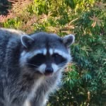 Robert B. Seddon - @sak.esamurai - Instagram
