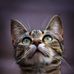 Robert Serban photography - Facebook