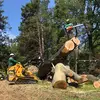 Robert tree service - @robertstreeservices - TikTok