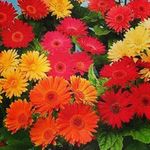 Rl :)  ;)  :) - @robert_shahnazaryan - Instagram
