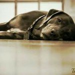 Robert Shauley - @robertshauley - Instagram