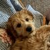 Rob Shepard - Facebook
