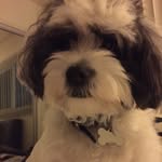 Robert Ryan Shrestha - @jainepal9 - Instagram