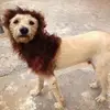 robertosilano - @robertosilano - TikTok