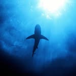 Robert Silverio - @robertsilverio_ - Instagram