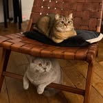 Robert & Simone 🐱🐱 - @robert_lebritishshorthair - Instagram