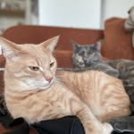Robert&Simone 🐱 - @robert_et_simone - Instagram