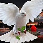 Robert Singleton - @whitedove.singleton - Instagram