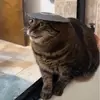 Robert springer - @lil.rob20 - TikTok