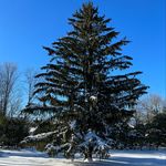 Robert the Spruce - @robert.the.spruce - Instagram