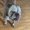robert square pants - @robert_cool_dude - TikTok
