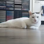 Robert Steenbergen - @mrcapri69 - Instagram