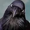 Robert Steinman - @robert.steinman - TikTok