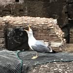 @der_robert_steinmeier - Instagram