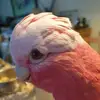 robertsterk8 - @robertsterk8 - TikTok
