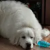 Robert Strayman - @robert.strayman - TikTok