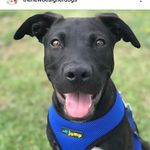 robert swanson - @thenewdesignerdogs - Instagram