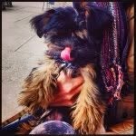 robert theodore the third 🐶 - @roberttheodorethethird - Instagram