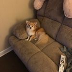 Robert Timms - @tigertimms - Instagram