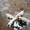 Robert Tisdale - @robert.tisdale8 - TikTok