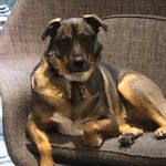 Joseph Robert - @joeroberttoronto - Instagram