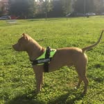 Tyson American PitBull RedNose - @robert_tyson_u.s.a__american - Instagram