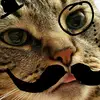 Robert Veigel - @_tophattered_kitten_ - TikTok
